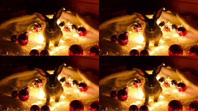 一只黑色的小兔子坐在花环灯和红色的圣诞球之间看着相机。大气的新年心情。野兔是东历2023年年的象征。