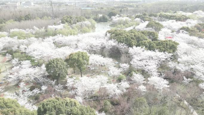 航拍顾村公园樱花节