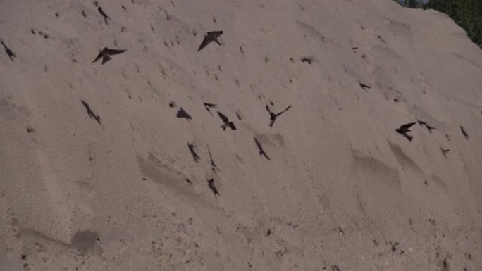 美丽的沙滩马丁飞向他们在沙滩上的巢穴