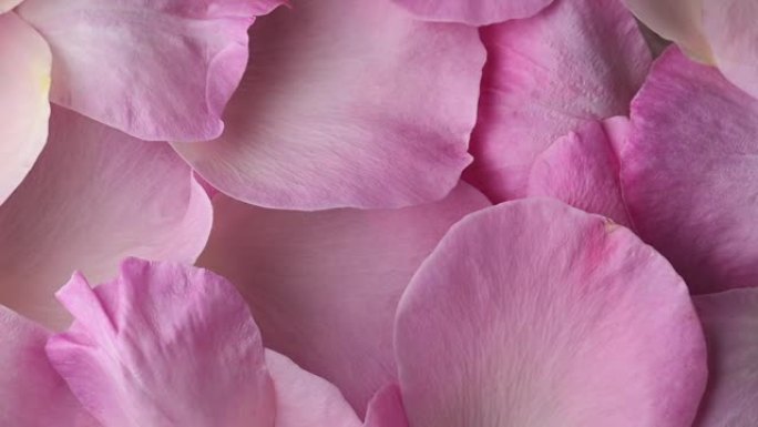 粉红色玫瑰花瓣的特写视图，花卉背景，浪漫概念