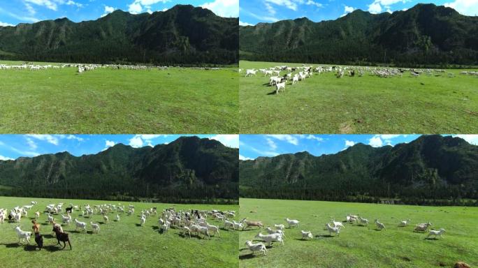 山谷绿地上大型山羊牧草的鸟瞰图。无人驾驶飞机飞越乡村景观上的牲畜放牧。
