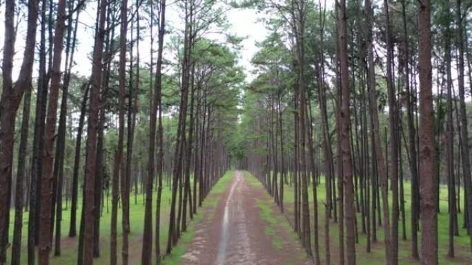 松树在松树森林中，线条之间的间距相等，线条整齐。