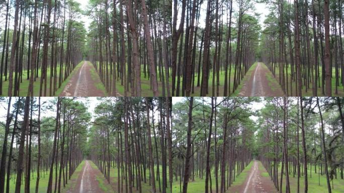 松树在松树森林中，线条之间的间距相等，线条整齐。