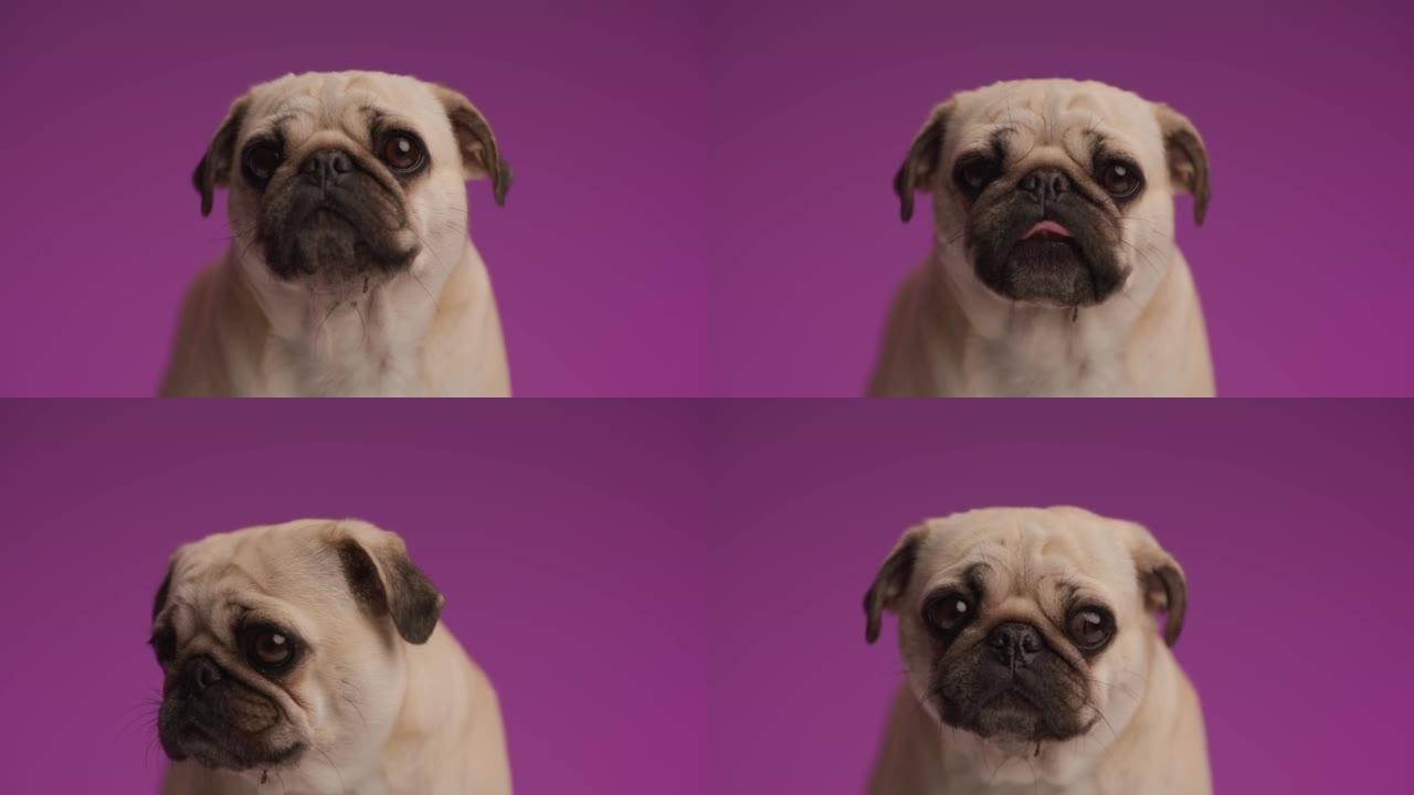 饥饿的哈巴狗正在舔他的嘴，并在紫色背景上四处寻找食物