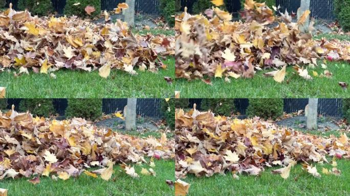 秋天落叶的花园清洁。干叶以慢动作从后院的绿草上吹走。用吹叶机清洁。