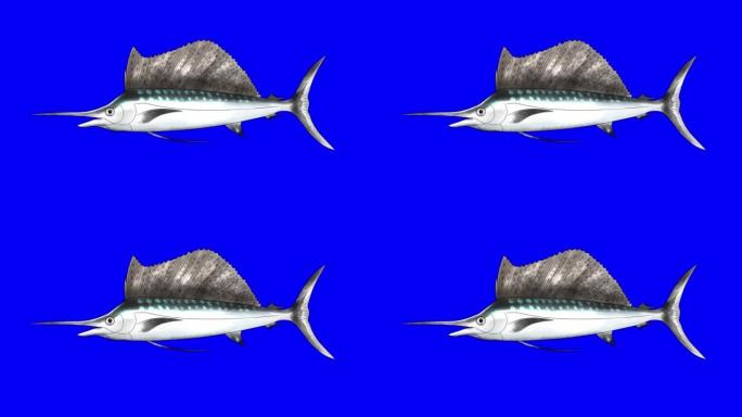 印度-太平洋旗鱼动画