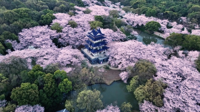 无锡鼋头渚樱花23年最新4K航拍中景