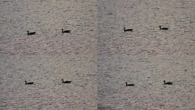 漂浮在水面上的两只加拿大鹅的轮廓。