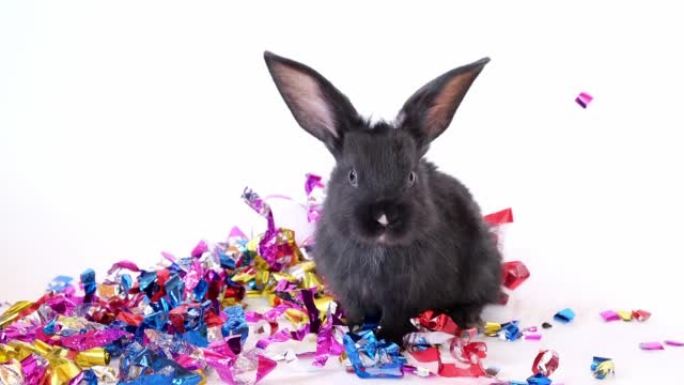 小黑兔坐着，带着五彩纸屑离开白底。根据东方历法，野兔是2023的象征。圣诞节和新年的节日礼物。生日礼