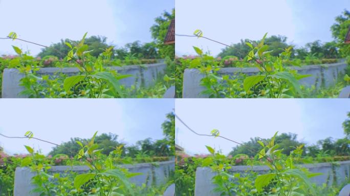 4k视频镜头靠近绿草，绿草生长在建筑物旁边，以低角度拍摄，具有移动相机风格，非常适合电影视频