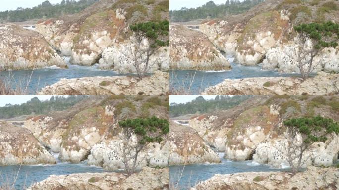 针叶松柏树，岩石，岩壁或悬崖，海洋海滩，加利福尼亚海岸