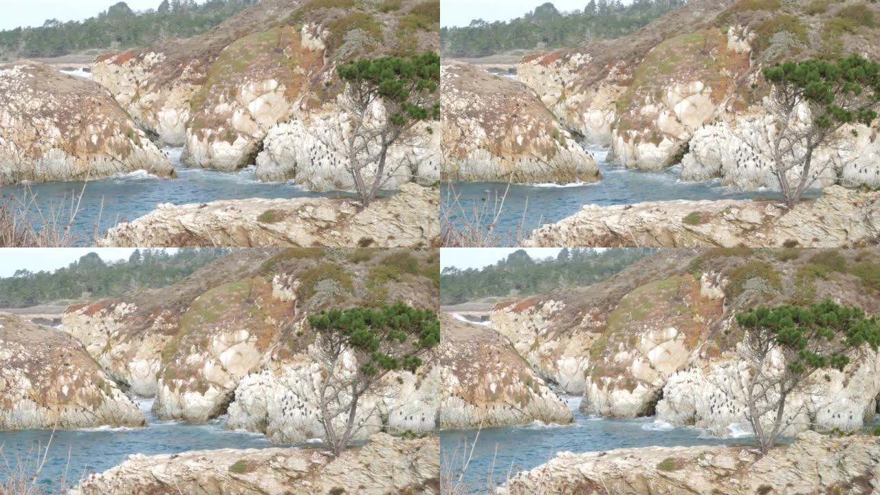 针叶松柏树，岩石，岩壁或悬崖，海洋海滩，加利福尼亚海岸