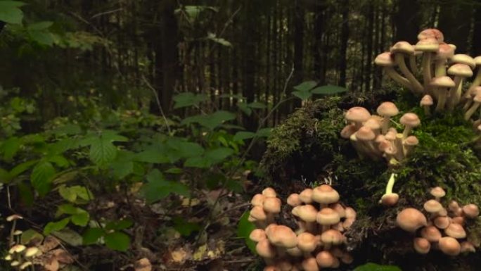 生长在茂密森林树桩上的蘑菇