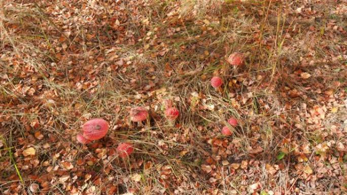秋天森林里的木木兰。自然环境下的蘑菇红蝇伞伞蝇伞。宽镜头。