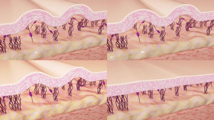 皮肤再生过程3D动画。皱纹平滑。胶原蛋白和弹性蛋白纤维的重建。护肤概念。4K