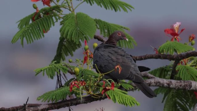 美属维尔京群岛鳞状枕鸽