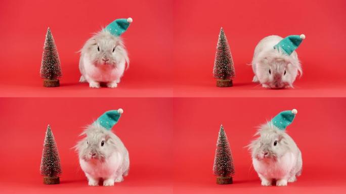 绿色帽子的装饰性家兔坐在红色背景上。可爱的小兔子在圣诞树附近四处张望