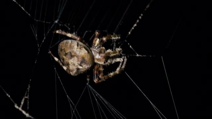 晚上蜘蛛在蜘蛛网里抓蝴蝶吃