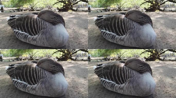 灰鸭睡着了，用喙清洁羽毛。