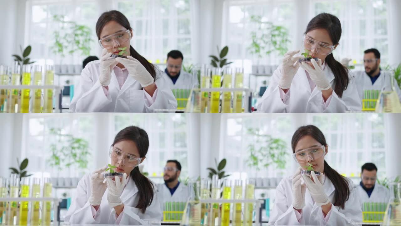 年轻的亚洲科学家穿着实验室外套和安全护目镜，拿着培养皿，看着绿叶。现代实验室生物技术研究人员。生物植