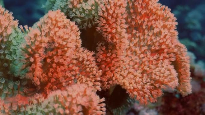 亮橙伞软珊瑚异种 (Xenia umbellata)