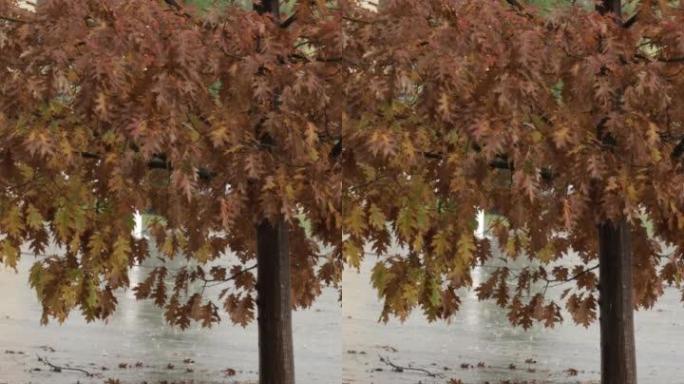 地面上的雨滴和背景中的橡树。秋。垂直