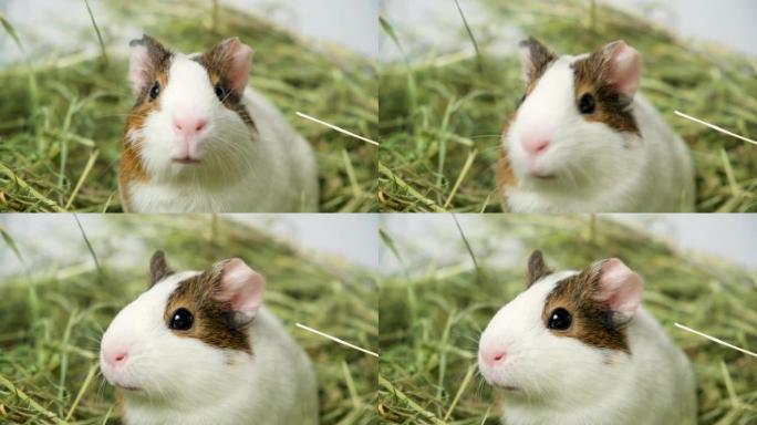 一只有趣的小豚鼠咀嚼食物，移动鼻子，看着相机。