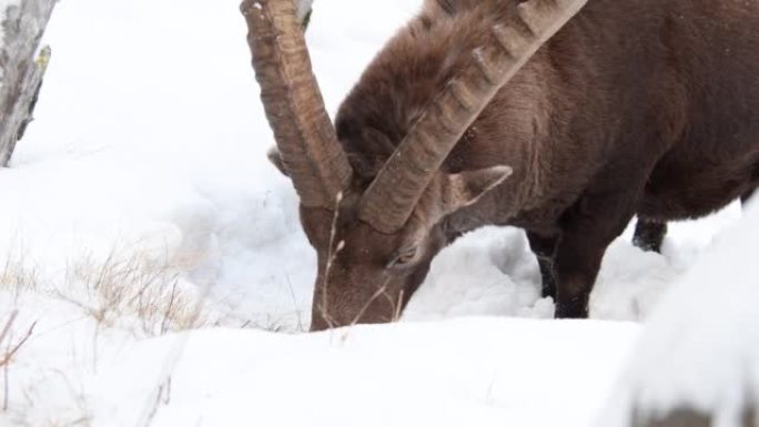 冬天的Ibex，卡普拉ibex