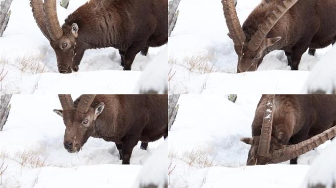 冬天的Ibex，卡普拉ibex