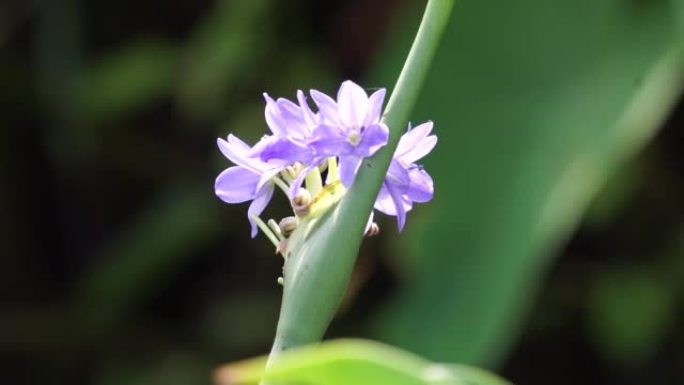 阴道浮萍 (heart shape false pickerelweed，椭圆形叶浮萍，enceng