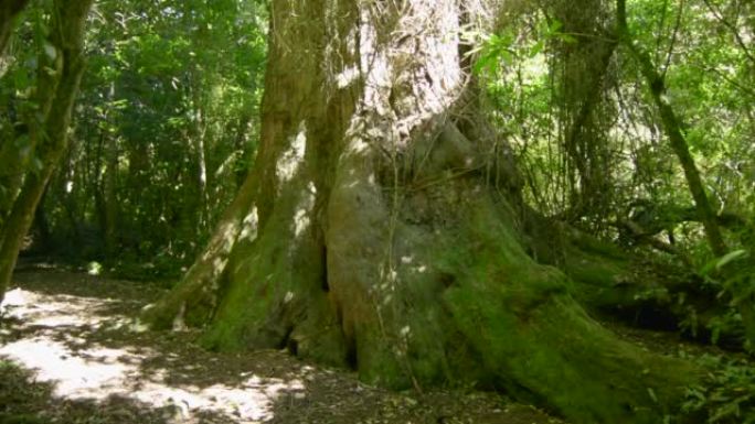 新西兰皮尔森林中树干宽阔的高树，背景为绿色叶子