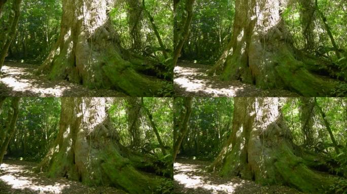 新西兰皮尔森林中树干宽阔的高树，背景为绿色叶子