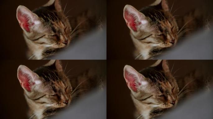 昏昏欲睡的猫小喵咪特写实拍素材