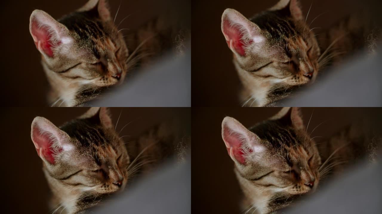 昏昏欲睡的猫小喵咪特写实拍素材