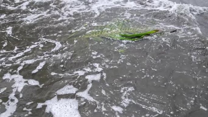 落下的棕榈叶漂浮在海中，被海浪冲刷，被流动的复制空间带走