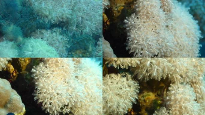 羽状软珊瑚Xenid (Anthelia glauca) 和伞状软珊瑚 (Xenia umbella