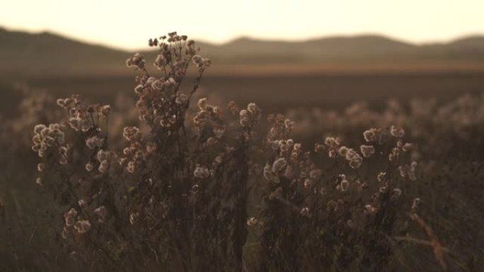 柔和柔嫩的光线照在沙丘地区枯萎的花朵上