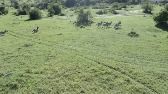 在阳光明媚的日子里，在旷野奔跑的斑马的炫目