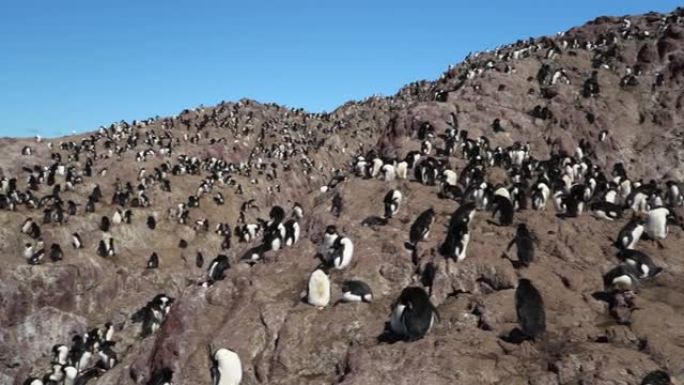 Eudyptes chrysocoe是岩石漏斗企鹅，也被称为凤头企鹅，生活在阿根廷巴塔哥尼亚大西洋沿