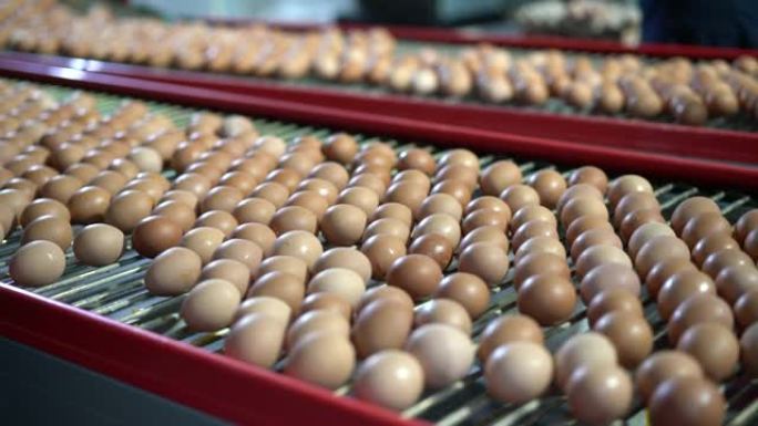 鸡蛋选择，鸡蛋生产工厂，鸡蛋工厂行业家禽输送机生产，在生产线上对鸡蛋进行分类和筛选，特写