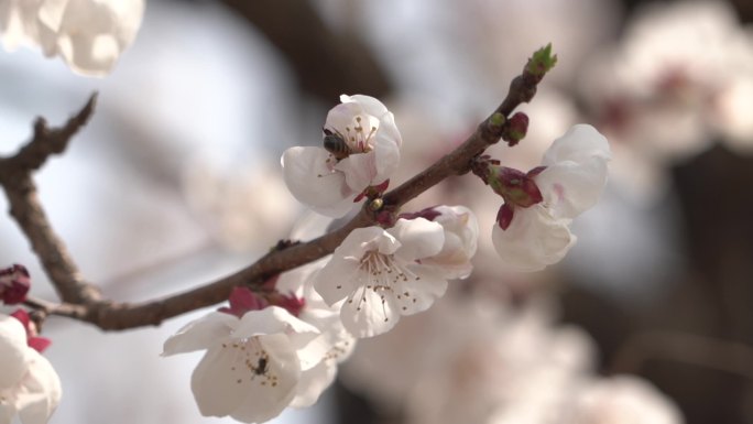 春季桃花盛开蜜蜂和昆虫在花朵里采蜜飞走