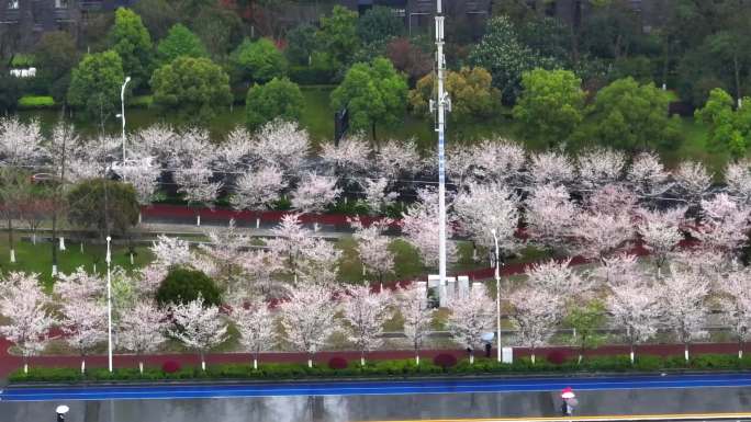 杭州最美樱花跑道的樱花开了