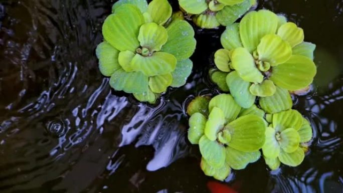 4k视频镜头在迷你黑岩鱼池上的水和水滴上的豆瓣菜或Pistia stratiotes Linnaeu