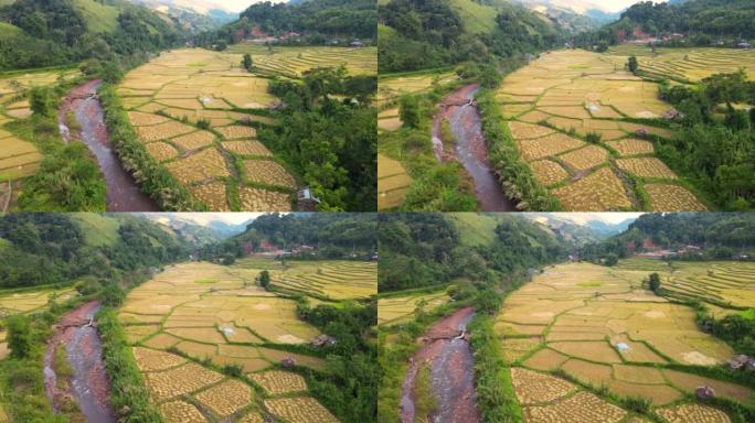 空中看水稻种植和河流的山区稻田梯田