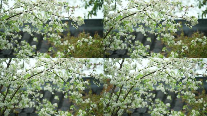 杭州钱王祠春季清明节雨天古建筑自然唯美