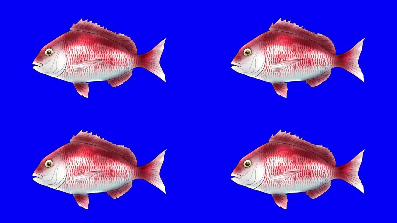 红色鲷鱼动画
