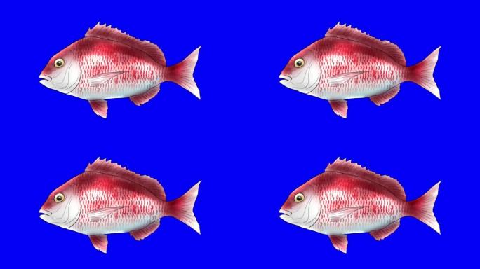 红色鲷鱼动画