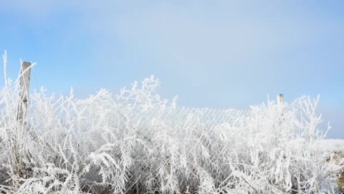 晴朗的冬季天空和植物以及被霜雪覆盖的篱笆-冬日景观