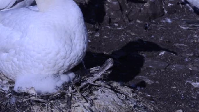 巢中的幼塘鹅