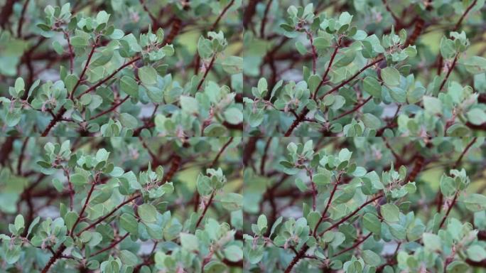 Arctostaphylos Parryana Leaf - San Emigdio Mtns - 